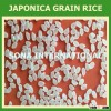 JAPONICA RICE - calrose rice - 2015