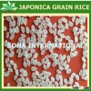JAPONICA MEDIUM GRAIN RICE - GRADE 1 & GRADE 2
