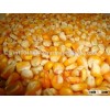 Indian yellow corn for animal feed