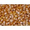 Dry Yellow Maize