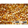 Indian Yellow Maize / Corn