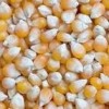 YELLOW OR WHITE MAIZE