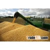 Yellow Powder Corn Gluten Meal pig feed/ Yellow Corn/Maize for Animal Feed