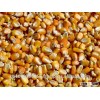 Yellow corn for feeding (Maize)