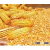 Maize & Maize Meal - Wholesale Price - www.agriprices.com - Visit Site For Free Samples