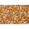 Maize