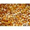 A GRADE YELLOW CORN