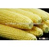 yellow corn