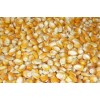 Yellow Corn & Yellow Maize