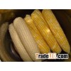 Yellow corn for human consumption/Animal feed