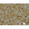 Pure White and Yellow dry corn for human consumption and oil production