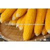 Quality Grade 1 Yellow Corn & White Corn/Maize for Human & Animal Feed FOR SALE