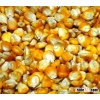 Top Quality Yellow / Red / White Maize Corn Available