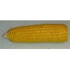 Yellow corn
