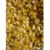 Yellow corn maize for sale