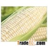 FRESH WHITE MAIZE for sale FRESH WHITE MAIZE for sale