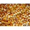100% Clean Yellow Corn(Maize), Pop Corn, white corn