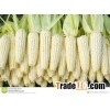 WHITE MAIZE