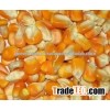 Yellow Corn For Animal Feed