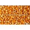 NON GMO organic yellow maize/corn from Africa