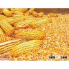 Non GMO Yellow / Red / White Maize Corn Available