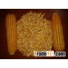 Best Price Yellow Corn /White Corn /maize For Sale