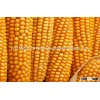 Grade A White and Yellow Corn (Human Consumption & Animal Feed) for sale