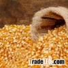 YELLOW CORN / YELLOW MAIZE /Yellow Corn/Maize for Animal Feed