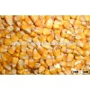Yellow corn for animal feed
