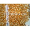 yellow maize