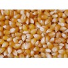 Yellow corn maize for human consumption and animal feed