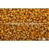 Yellow corn for animal feed