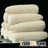 white corn/maize for human food with high quality