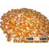 HQ Yellow Corn NON GMO for Animal Feed