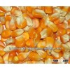 Indian yellow Maize