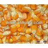 Dry Yellow Corn for Animal Feed