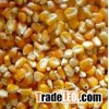 Yellow Corn