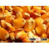 Yellow corn for animal Feed