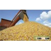 corn for animal feed