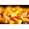 Yellow Corn (maize)