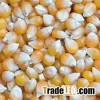 Dry Yellow Glutinous corn