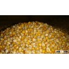yellow corn for human
