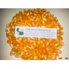 Best Quality Indian NON GMO Maize