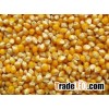 Hygienic Yellow Maize