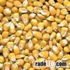 Forage, Fodder Corn (Maize)