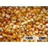 YELLOW MAIZE