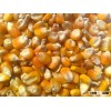 Yellow Corn