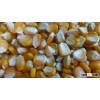Yellow Maize
