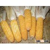 yellow maize