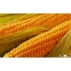 Yellow corn